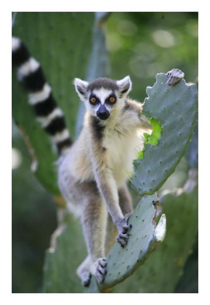 Ring-tailed Lemur eating Opuntia cactus, Madagascar by Cyril Ruoso | Paper  Print | Custom Prints and Framing from Global Gallery