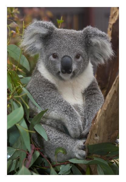 Koala, native to Australia by San Diego Zoo | Paper Print | Custom