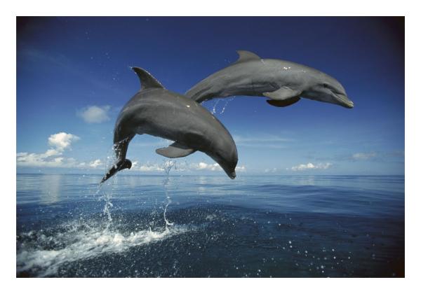 Bottlenose Dolphin pair, Caribbean by Konrad Wothe | Paper Print