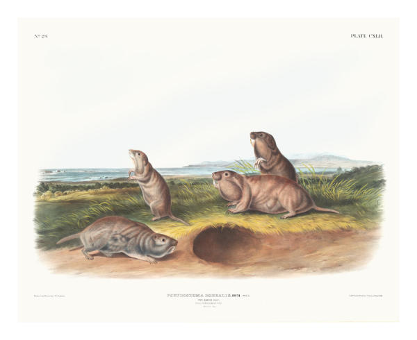 John Woodhouse Audubon、「WOOD RAT」 John Woodhouse Audubon、「WOOD RAT」