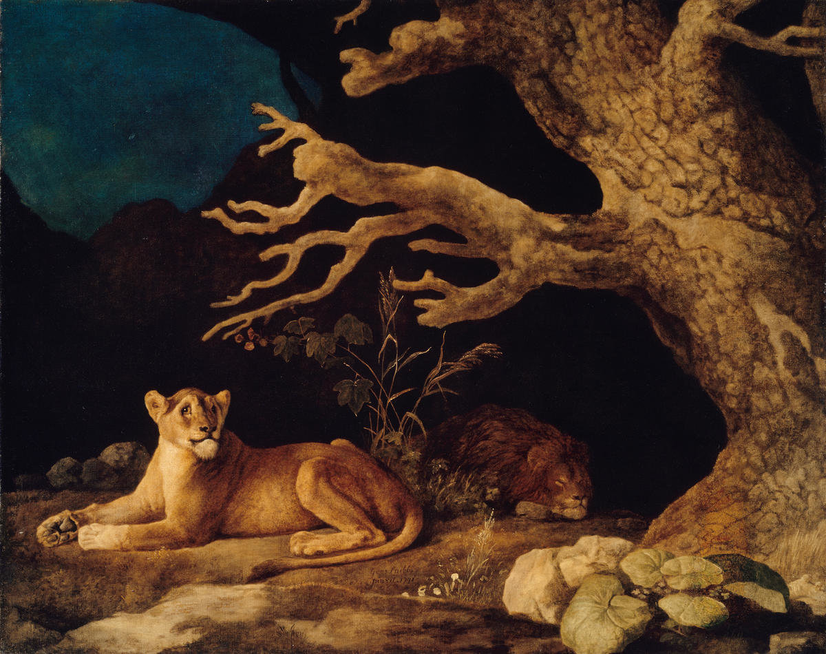 Lion And Lioness 1771 By George Stubbs Paper Print Mfa Prints On Demand Custom Prints And Framing From The Museum Of Fine Arts Boston