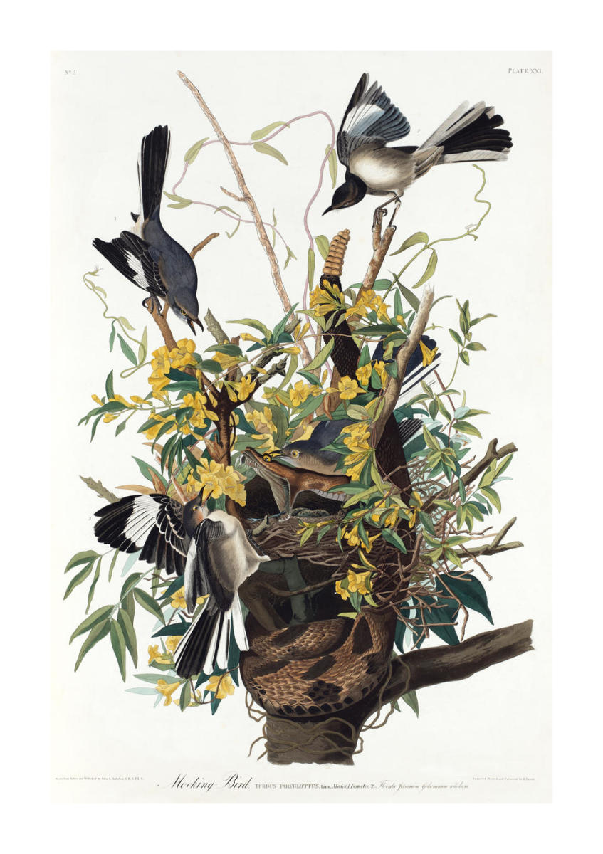 Northern Mockingbird (Mimus polyglottos), 1827-1838 by John James