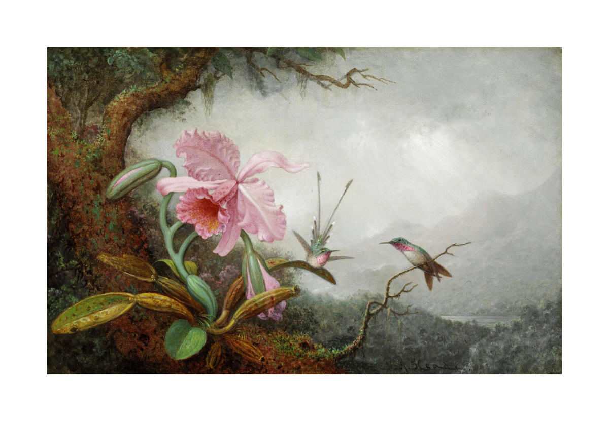 heade hummingbirds