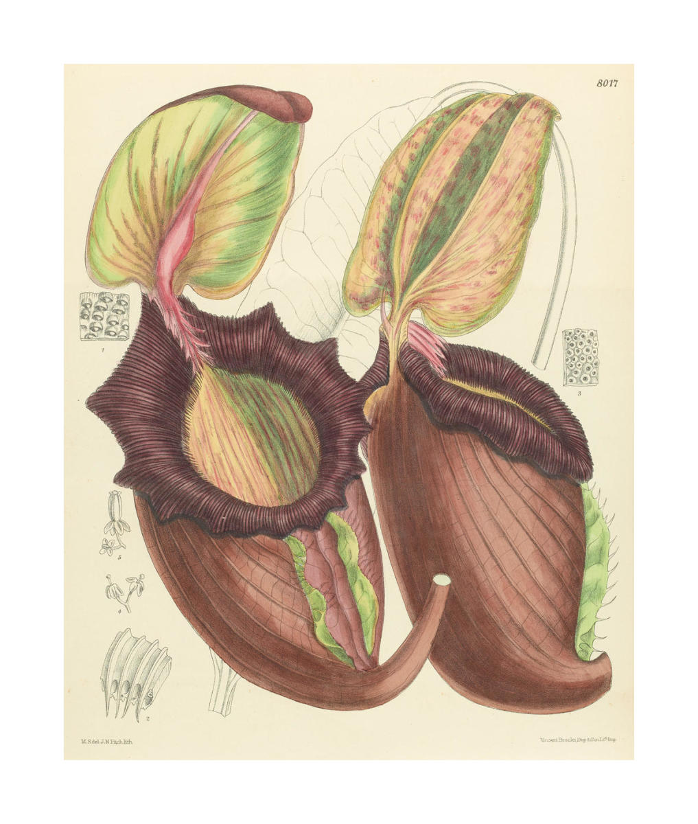 Nepenthes rajah, 1905 by Matilda Smith - Paper Print - The