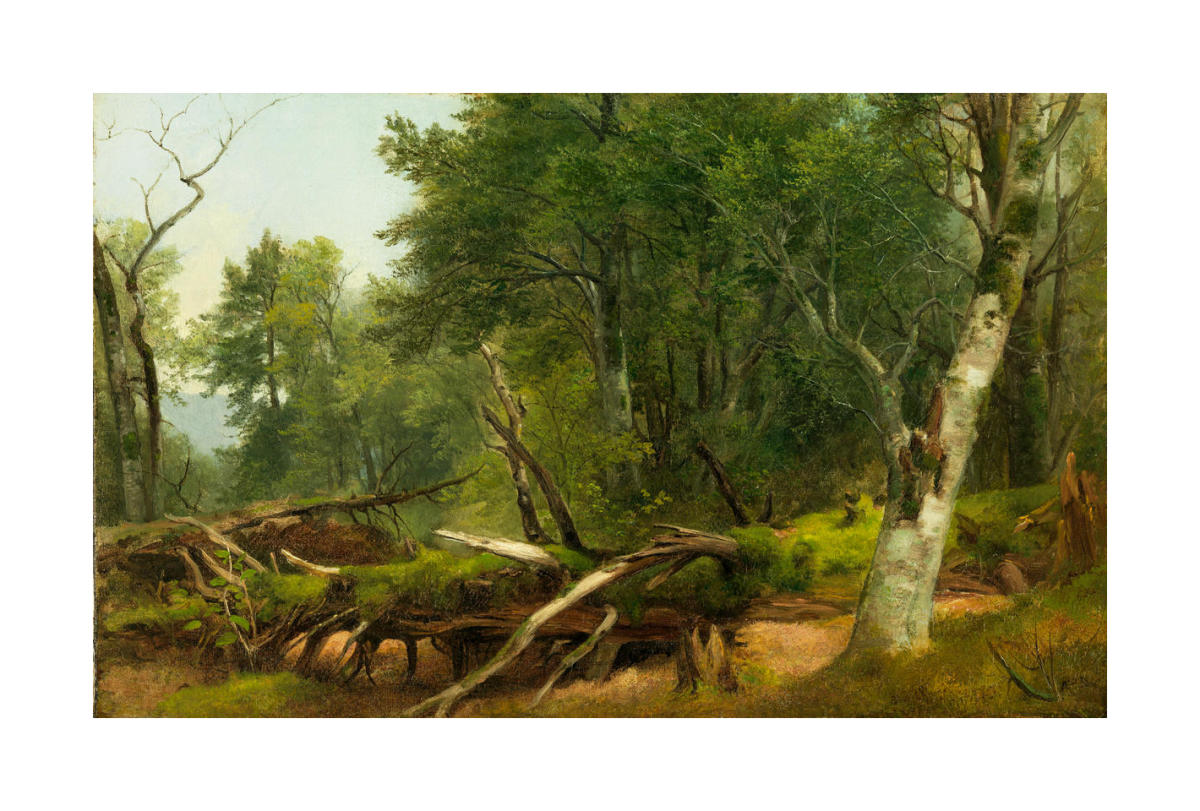 Forest Scene in the Catskills, between 1855 and 1860 by Asher