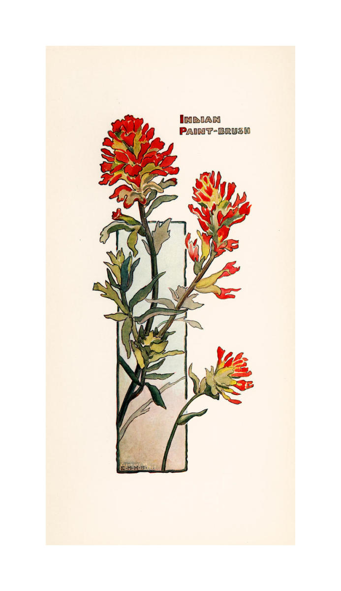 Indian Paint Brush ca. 1905 by Elisabeth M. Hallowell Paper