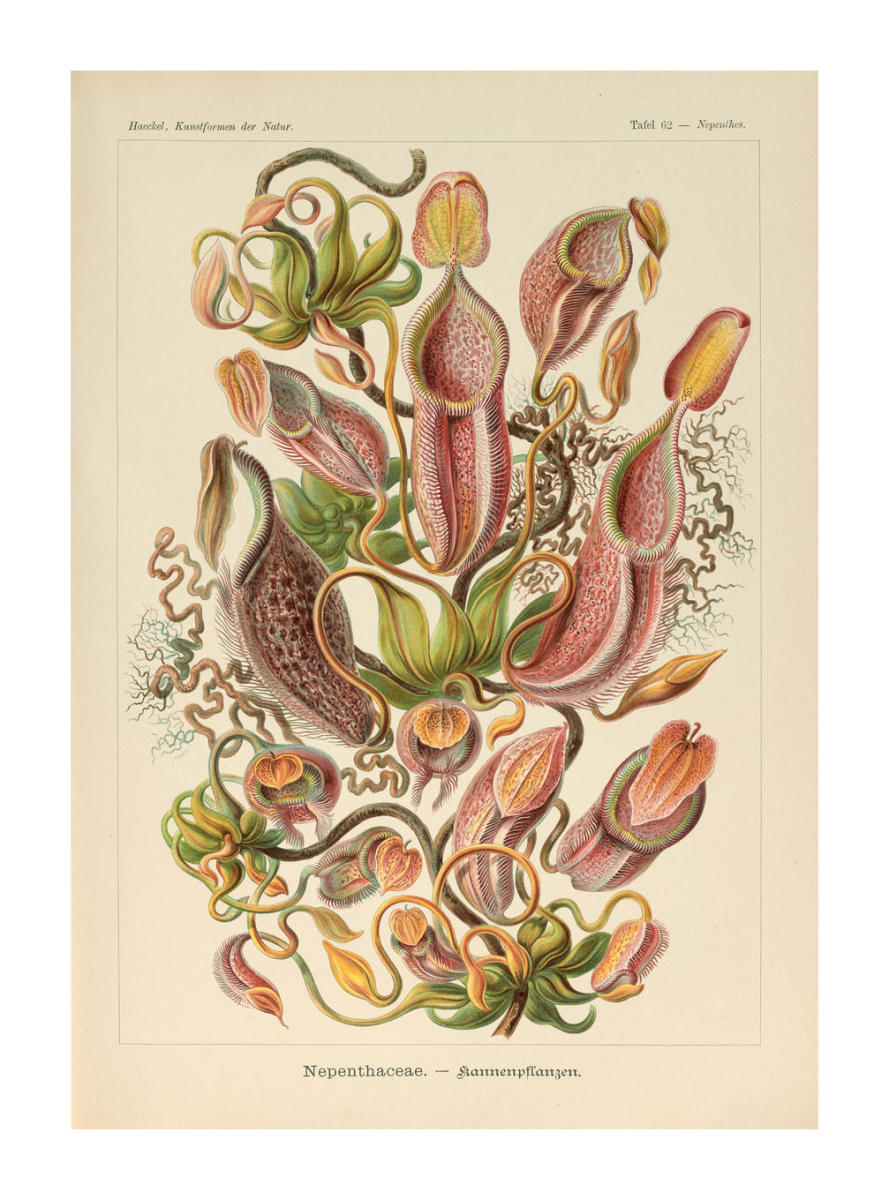 Nepenthes, 1904 by Ernst Haeckel - Paper Print - The Huntington Custom  Prints - Custom Prints and Framing From The Huntington Library, Art Museum,  and Botanical Gardens