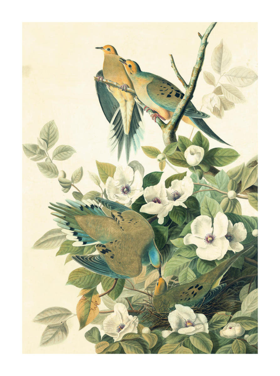 Mourning Dove (Zenaida macroura), Havell plate no. 17, c. 1825 by