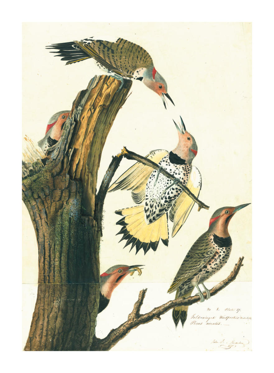 Helen Willshire パステル画 鳥 1993年 dp-506137-30.jpg