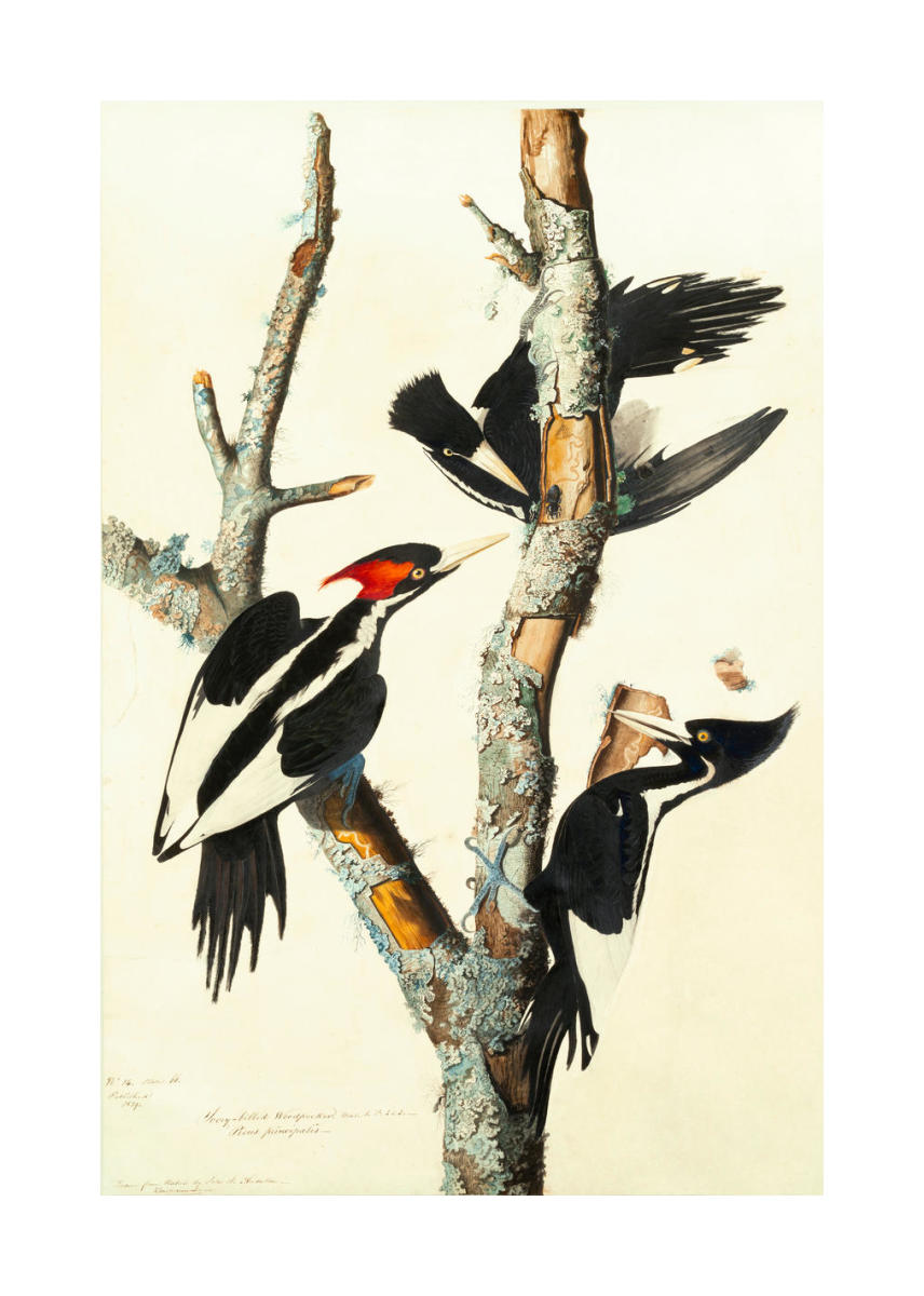 Ivory-billed Woodpecker (Campephilus principalis), Havell plate no