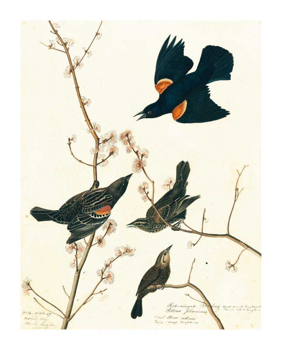 Red-winged Blackbird (Agelaius phoeniceus), Havell plate no. 67, c