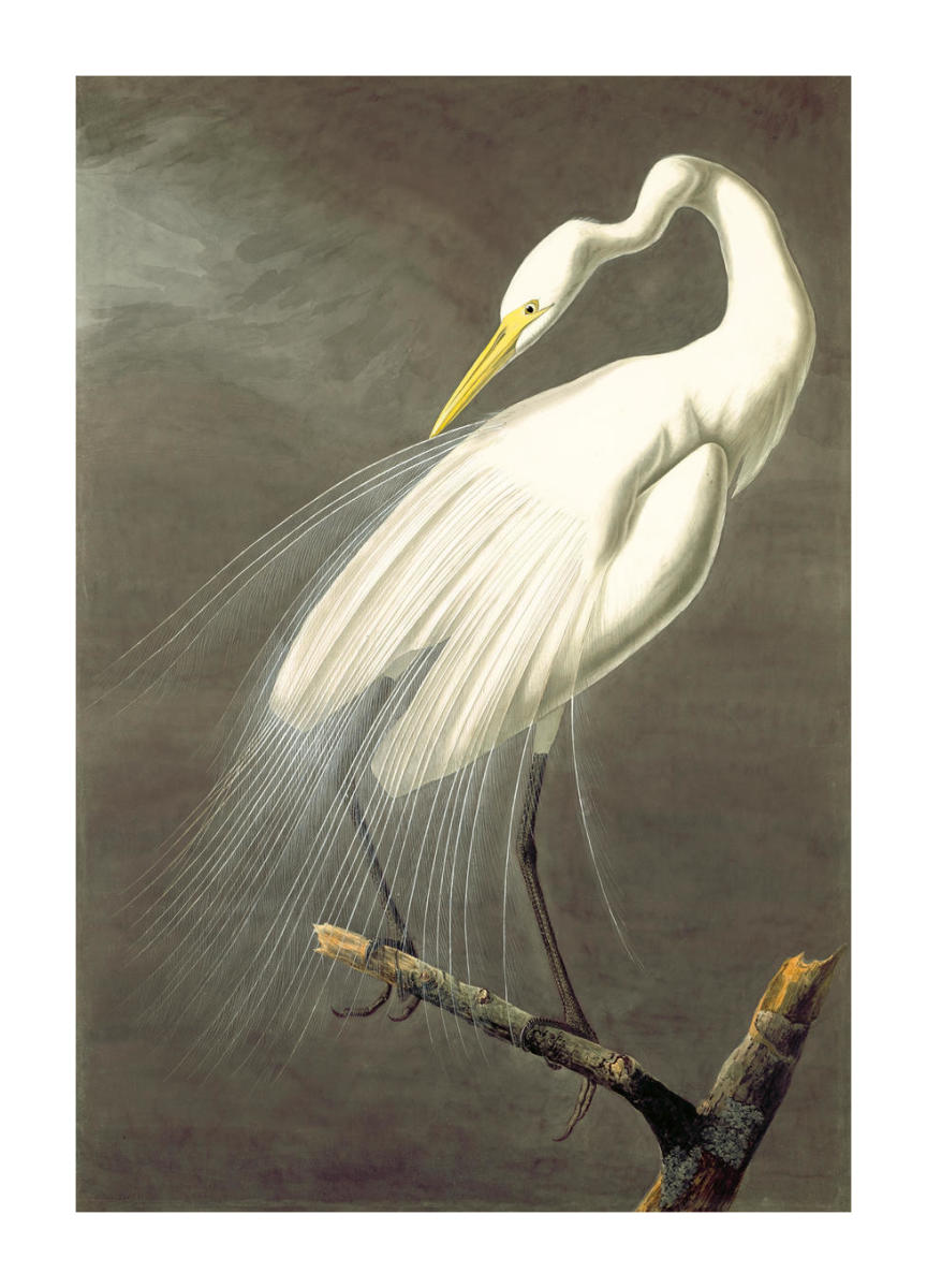 Great Egret (Ardea alba), c. 1831 by John James Audubon - Paper Print -  NYHistory Prints - Custom Prints and Framing From the New-York Historical  Society Museum & Library