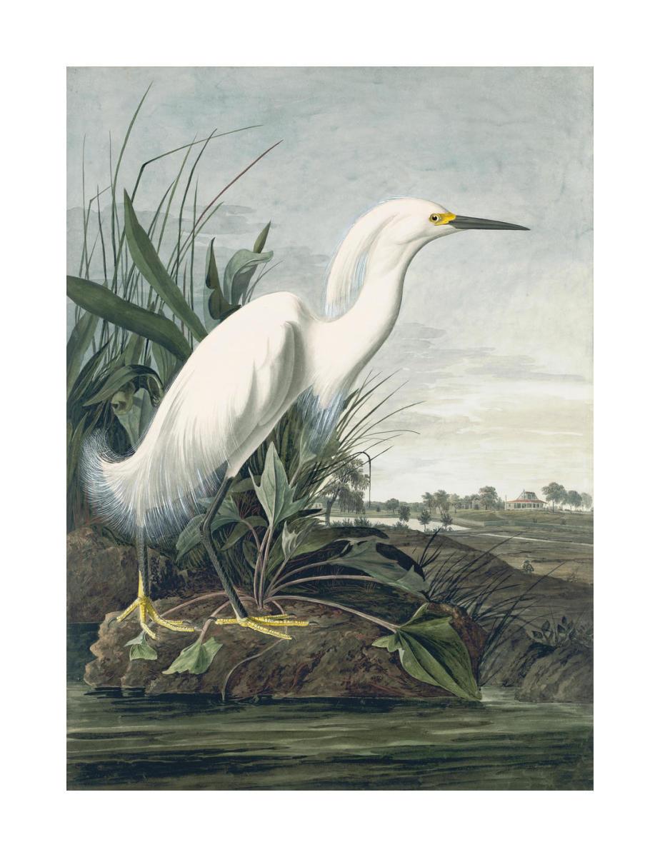 Snowy Egret (Egretta thula), Havell plate no. 242, 1832 by John ...