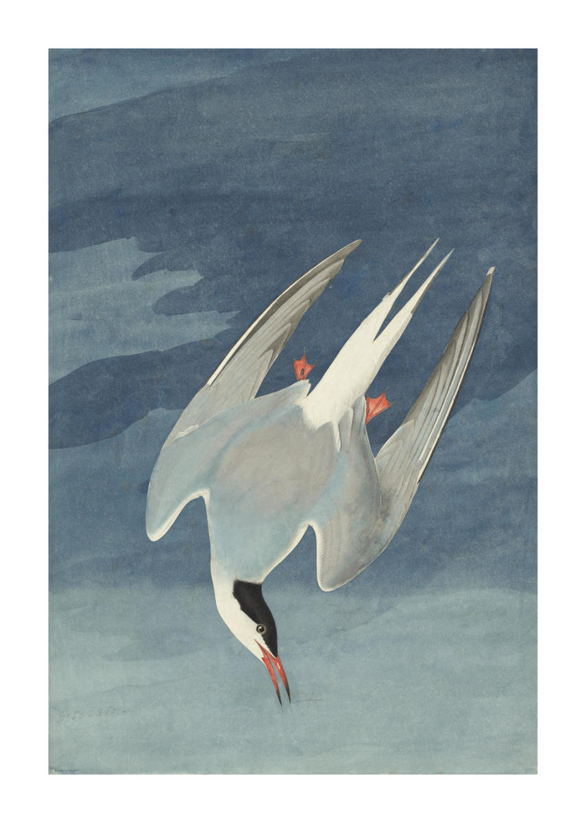 洋書 The Voyage of the Arctic Tern The Voyage of the Arctic Tern