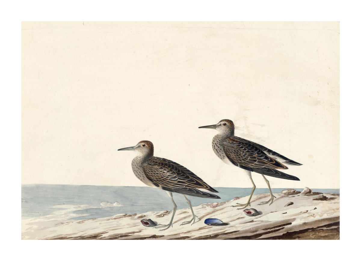 pectoral sandpiper calidris melanotos (Calidris melanotos), Havell plate no. 294, 1832 by John James Audubon - Paper Print - NYHistory Prints Glutathione face toner Size:2 Boxes each cjc-1295 ipamorelin vial CJC-1295/Ipamorelin10/10mg