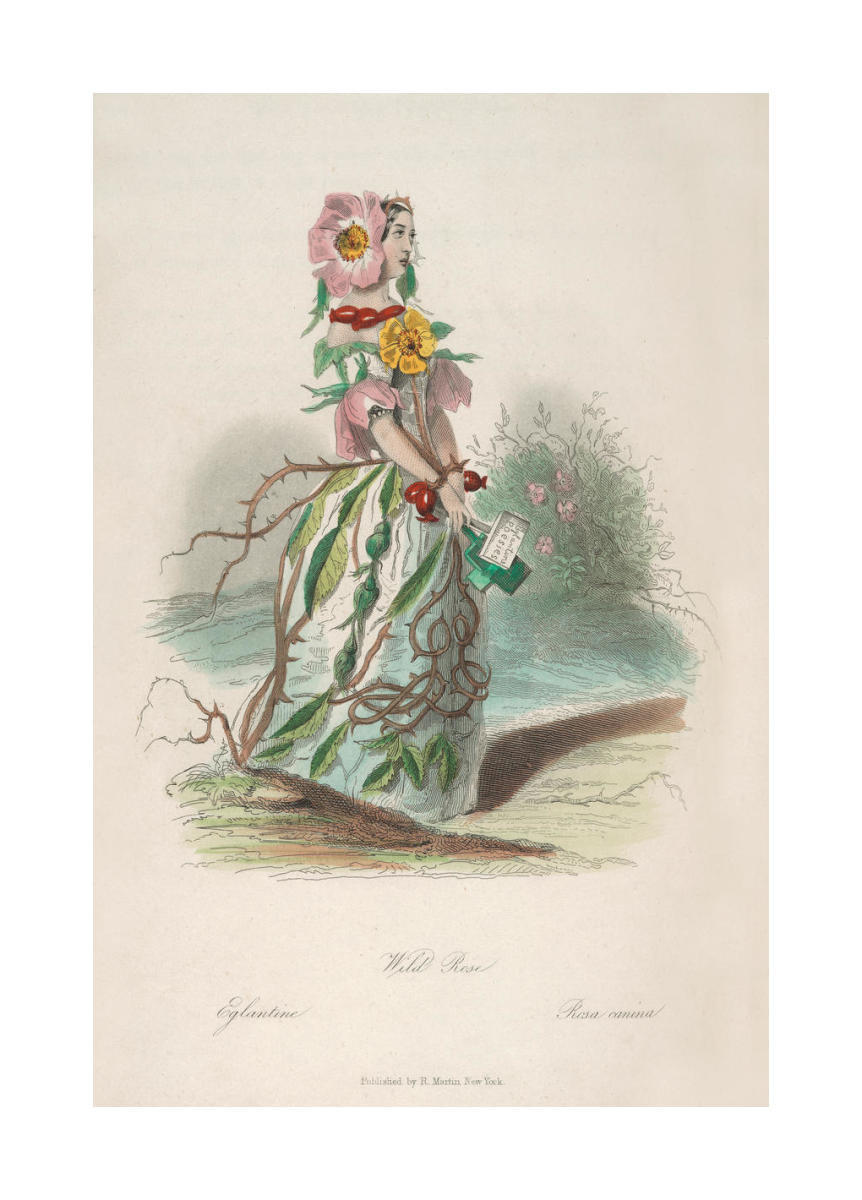 The Flowers Personified: Wild Rose (Rosa canina), 1847-49 by J.J.