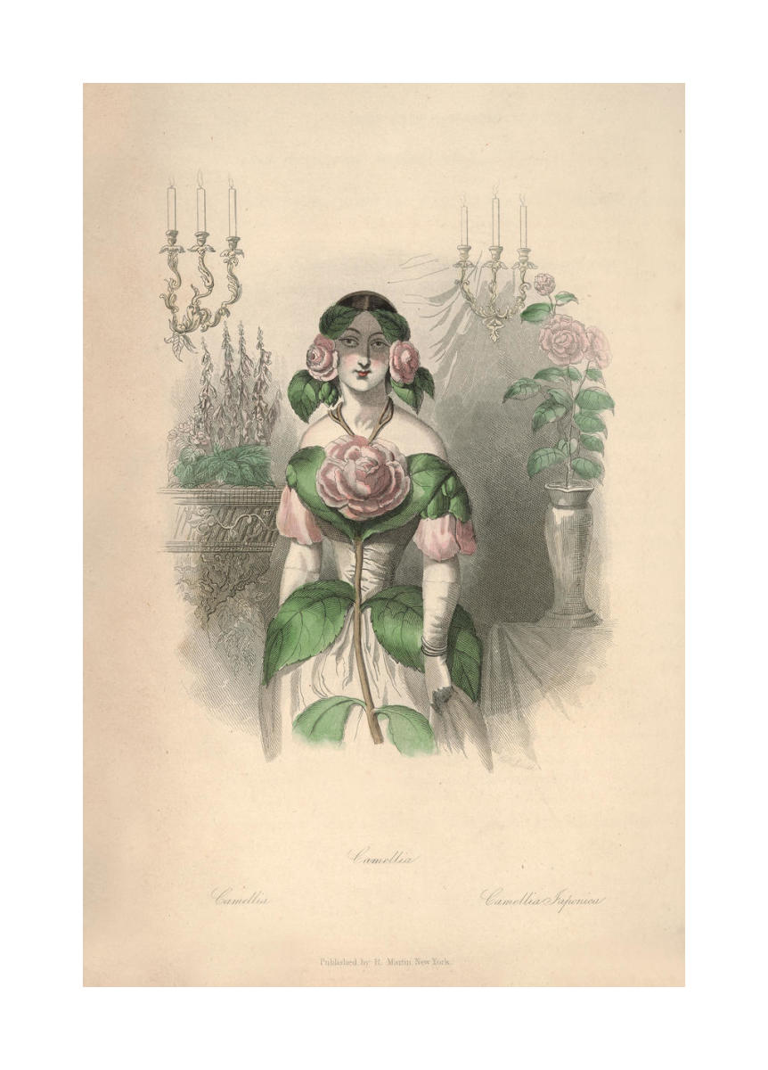 The Flowers Personified: Camellia by J.J. Grandville - Paper Print