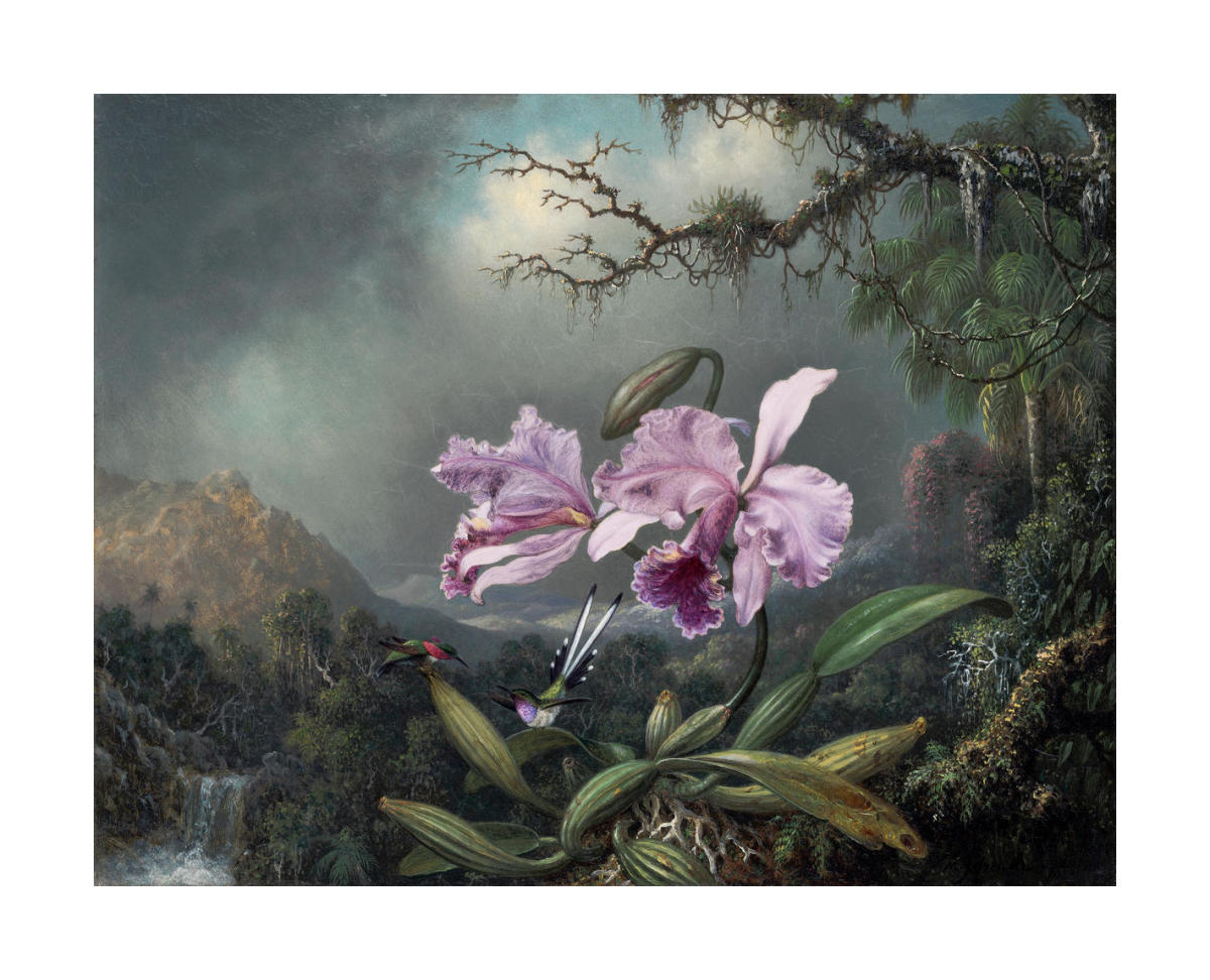 Study of an Orchid, 1872 by Martin Johnson Heade - Paper Print