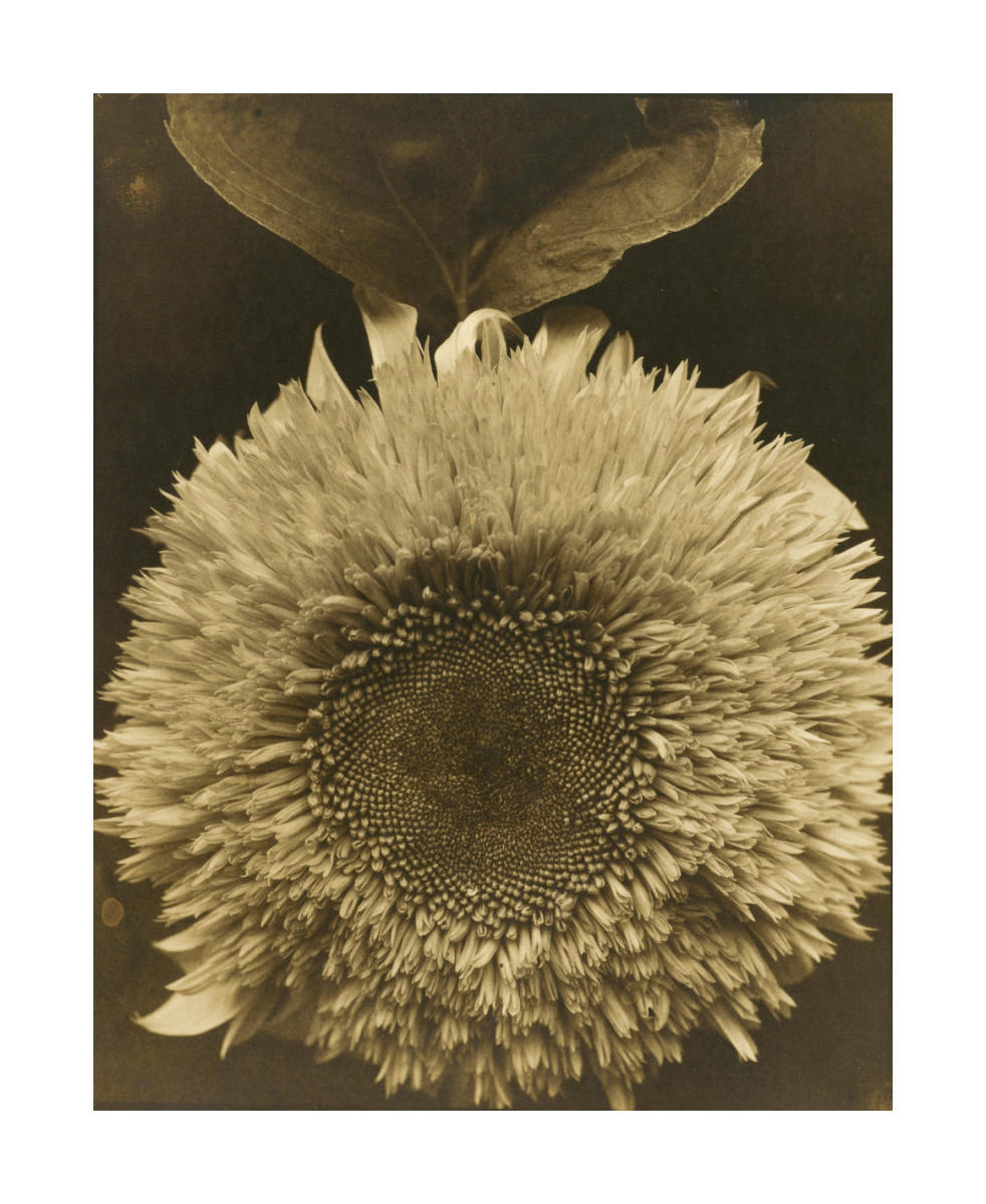 Double Sunflower, 1920 by Edward Steichen - Paper Print