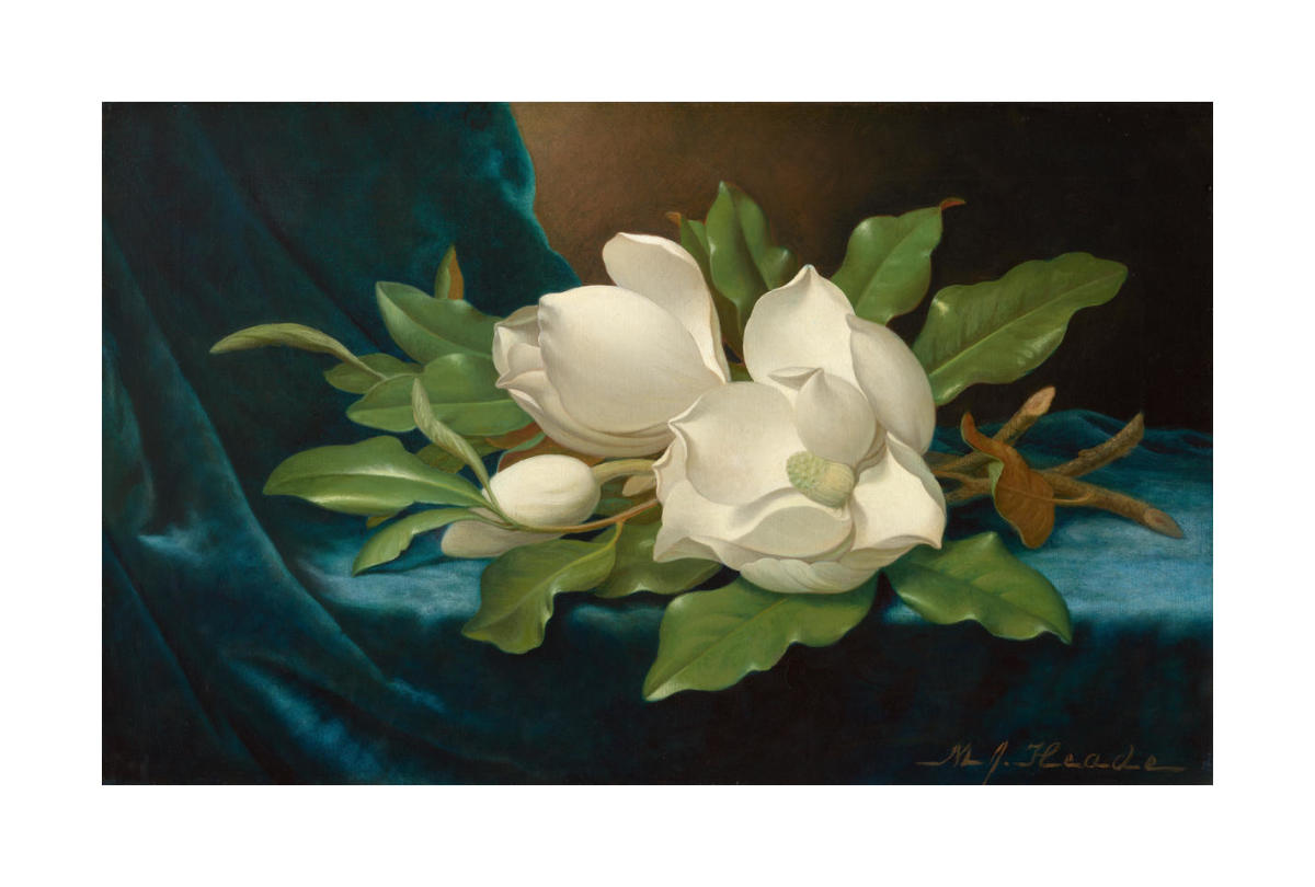 Giant Magnolias on a Blue Velvet Cloth, c. 1890 by Martin Johnson
