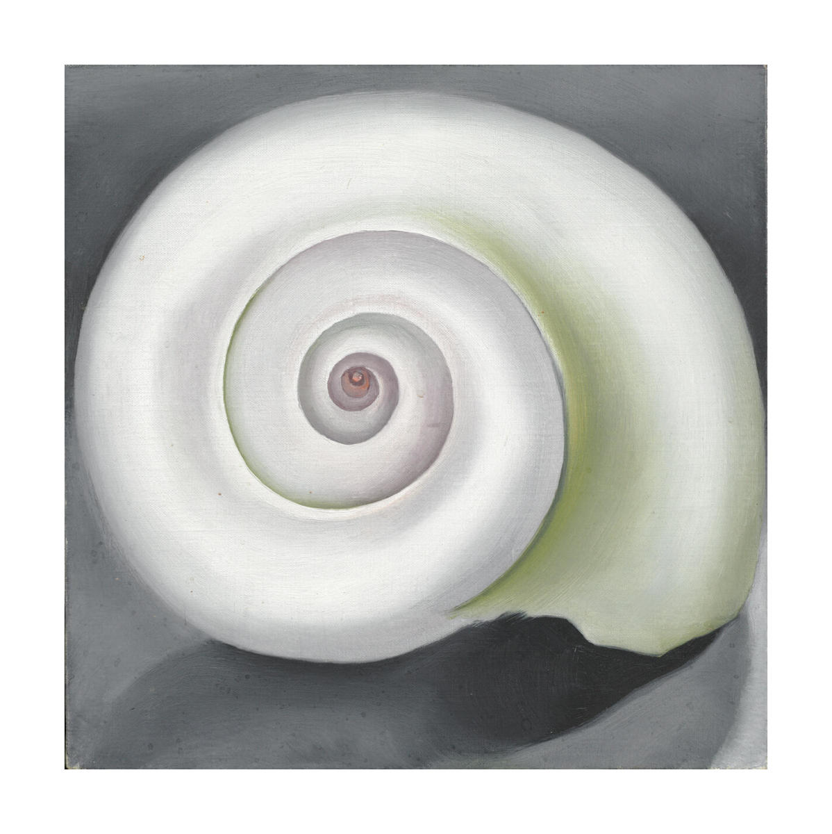 Shell No. I, 1928 by Georgia O'Keeffe - Paper Print